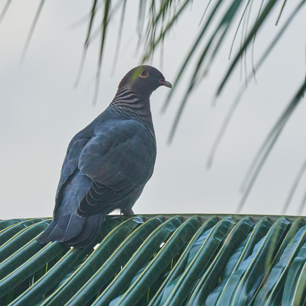 Scaly-naped Pigeon