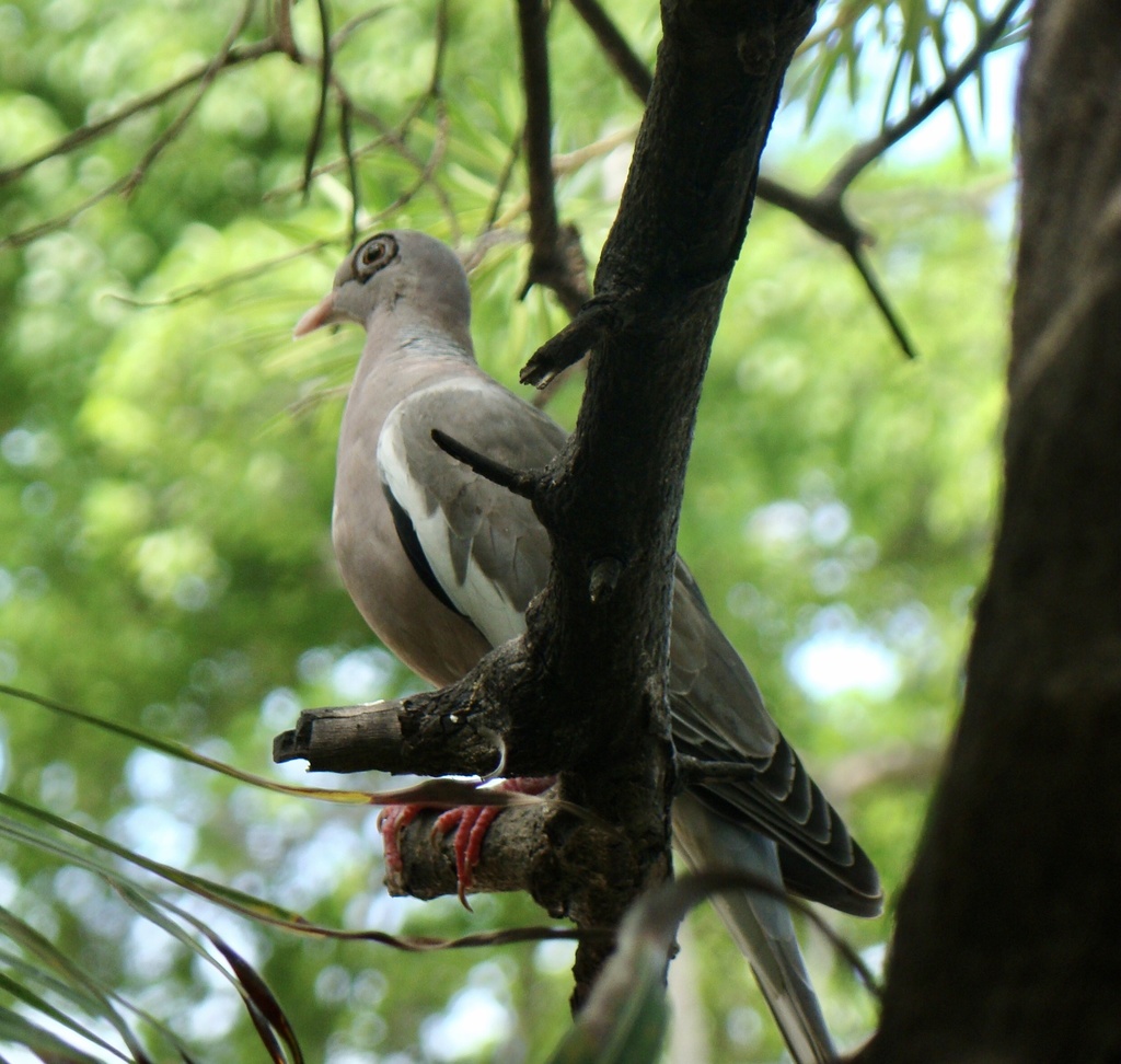Bare-eyed Pigeon