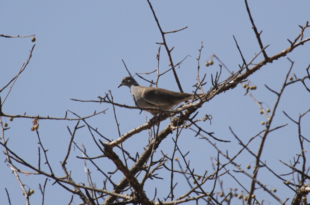 White-winged Collared Dove