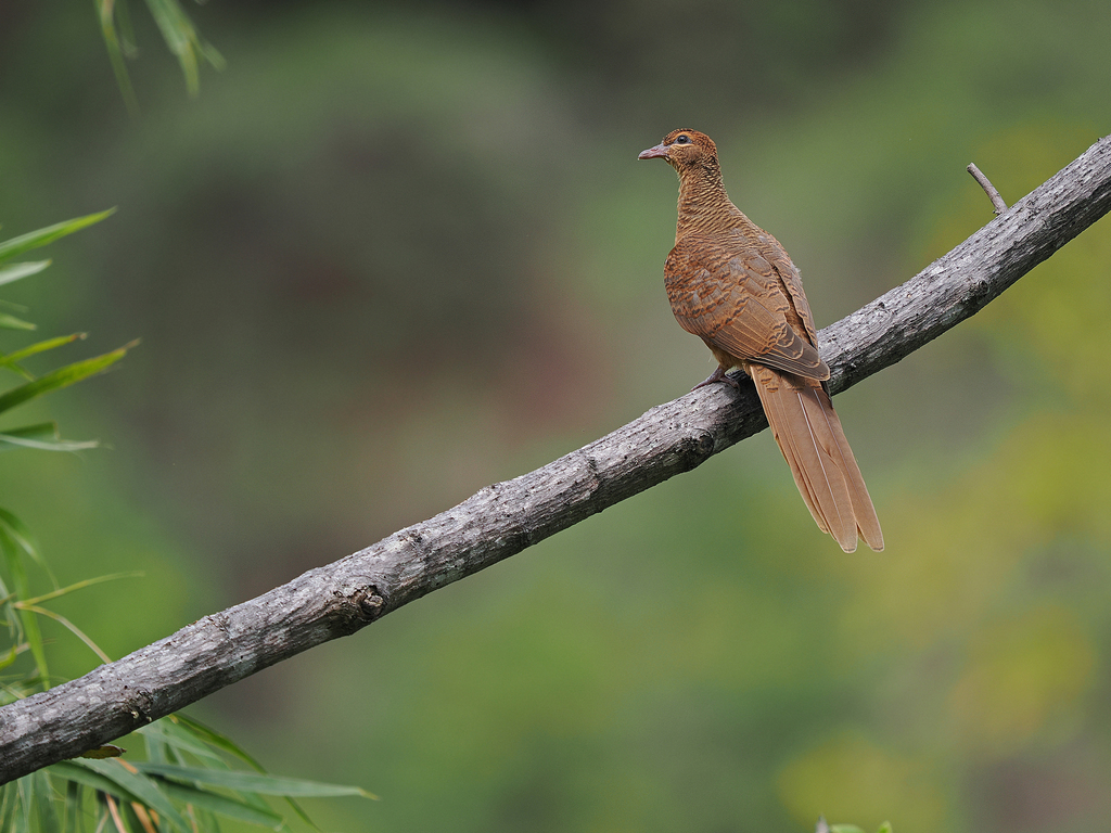 Timor Cuckoo-Dove