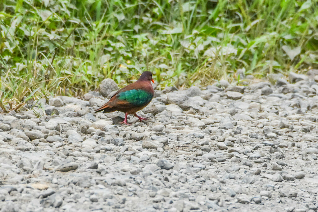 Stephan’s Emerald Dove