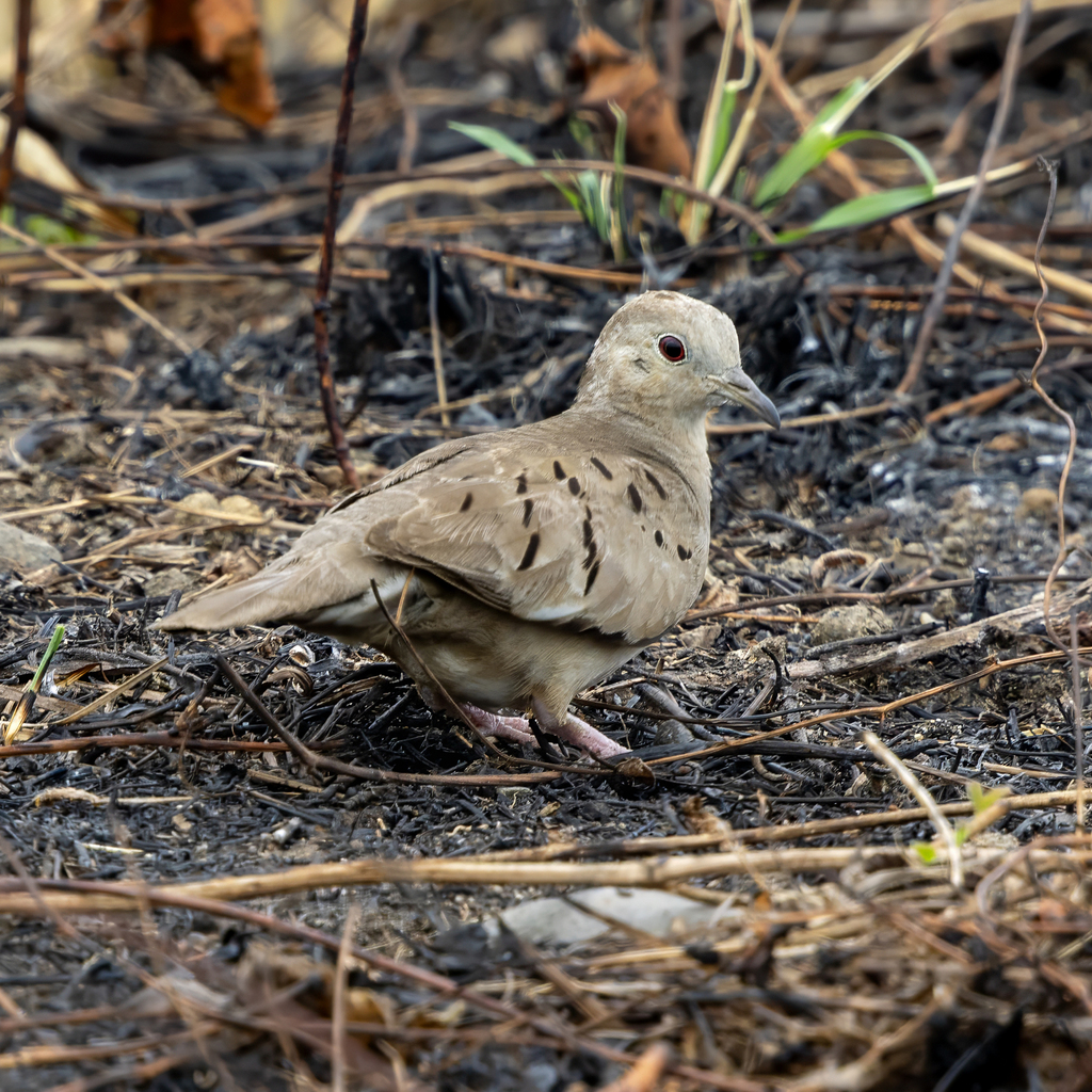 Ecuadorian Ground Dove