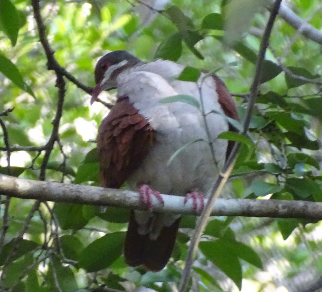 Key West Quail-Dove