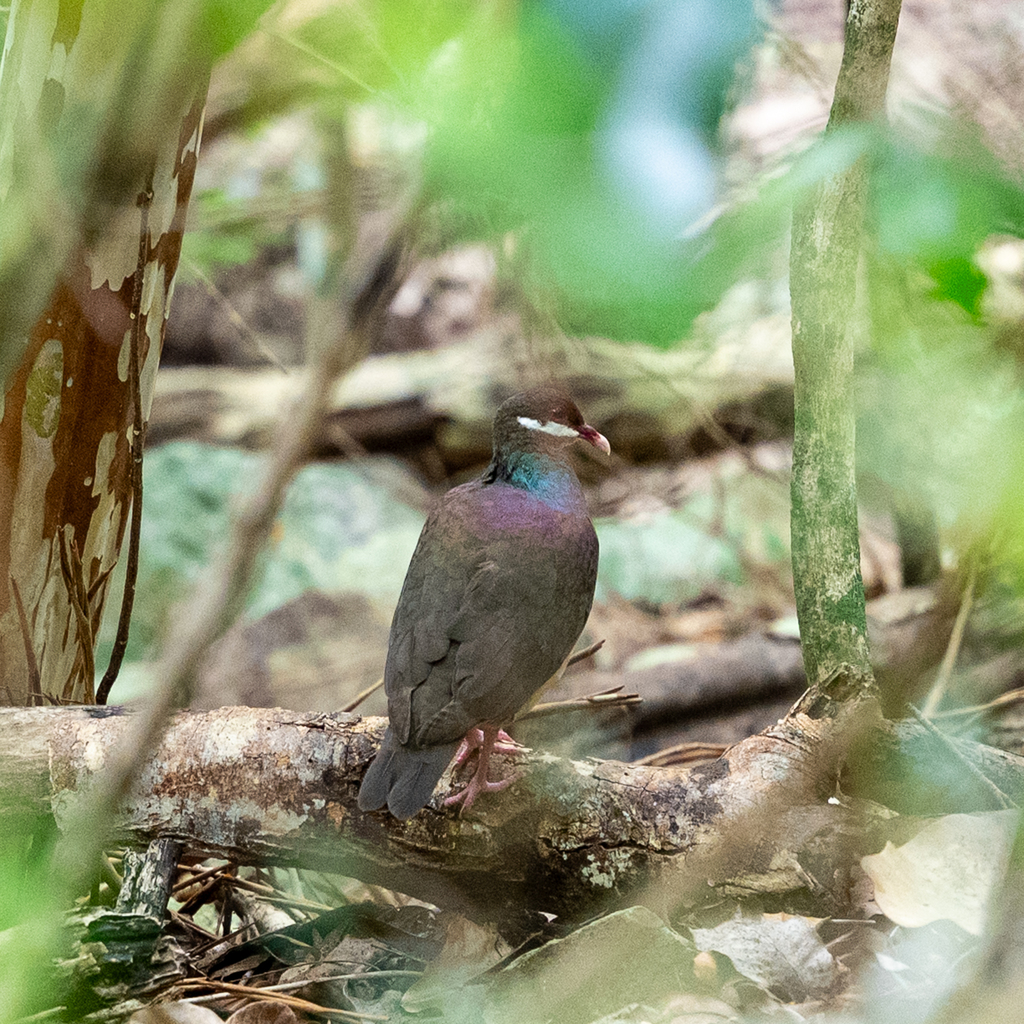 Bridled Quail-Dove