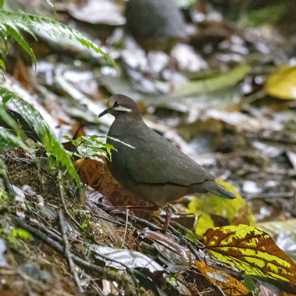 Olive-backed Quail-Dove