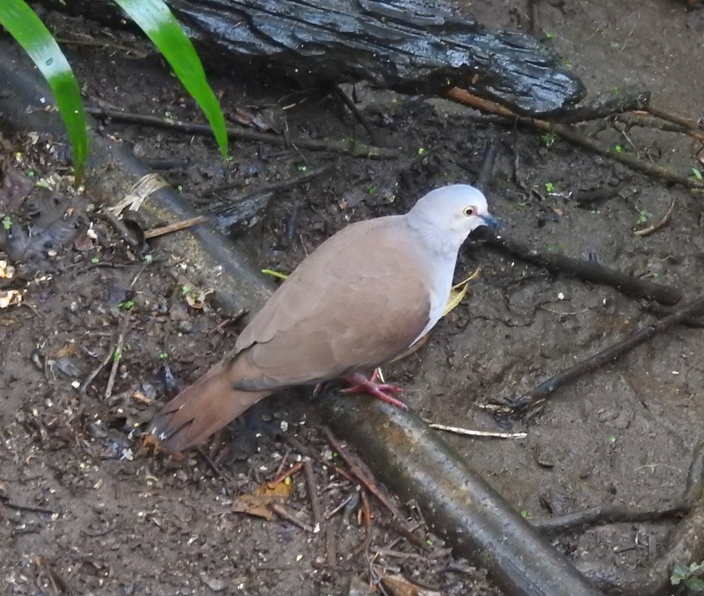 Pallid Dove