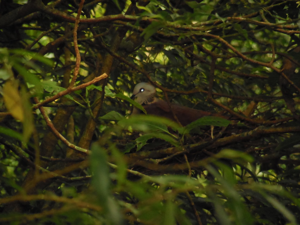 White-faced Quail-Dove