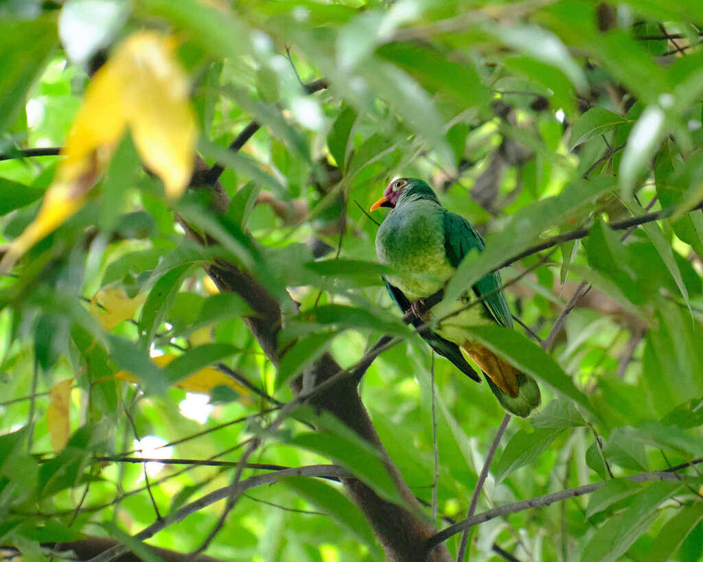 Jambu Fruit Dove