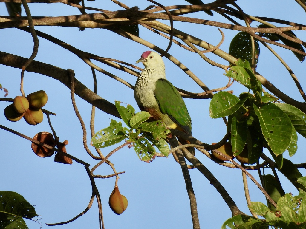 Crimson-crowned Fruit Dove