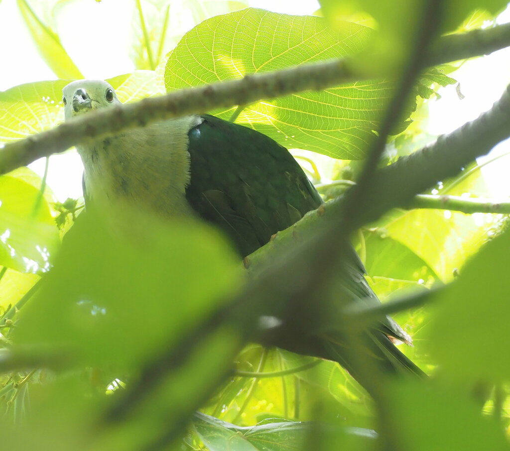 Pacific Imperial Pigeon