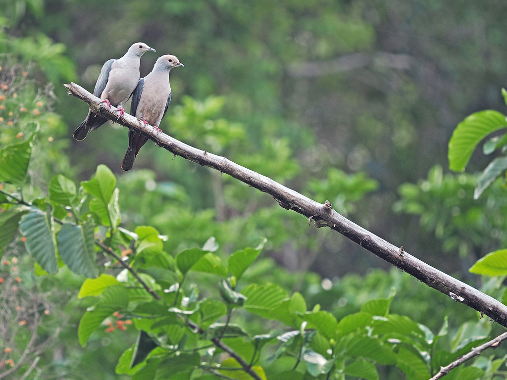 Pink-headed Imperial Pigeon