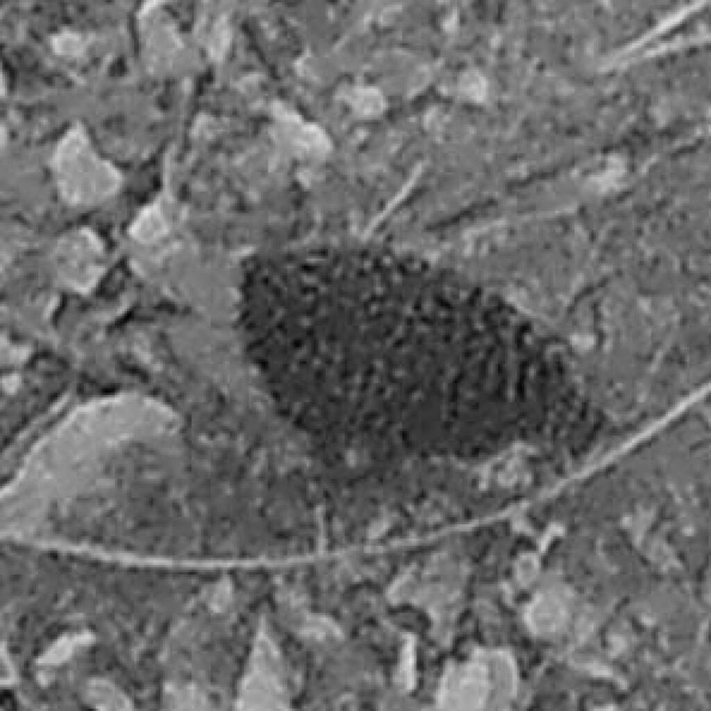 Buff-spotted Flufftail