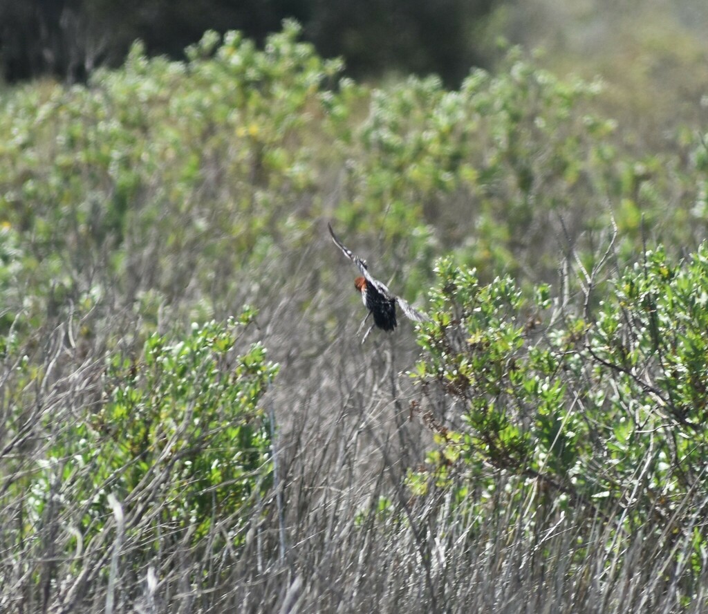 Red-chested Flufftail