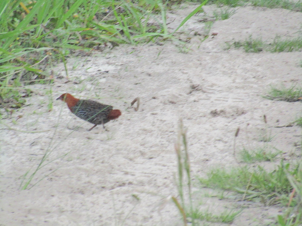 Polluela estriada