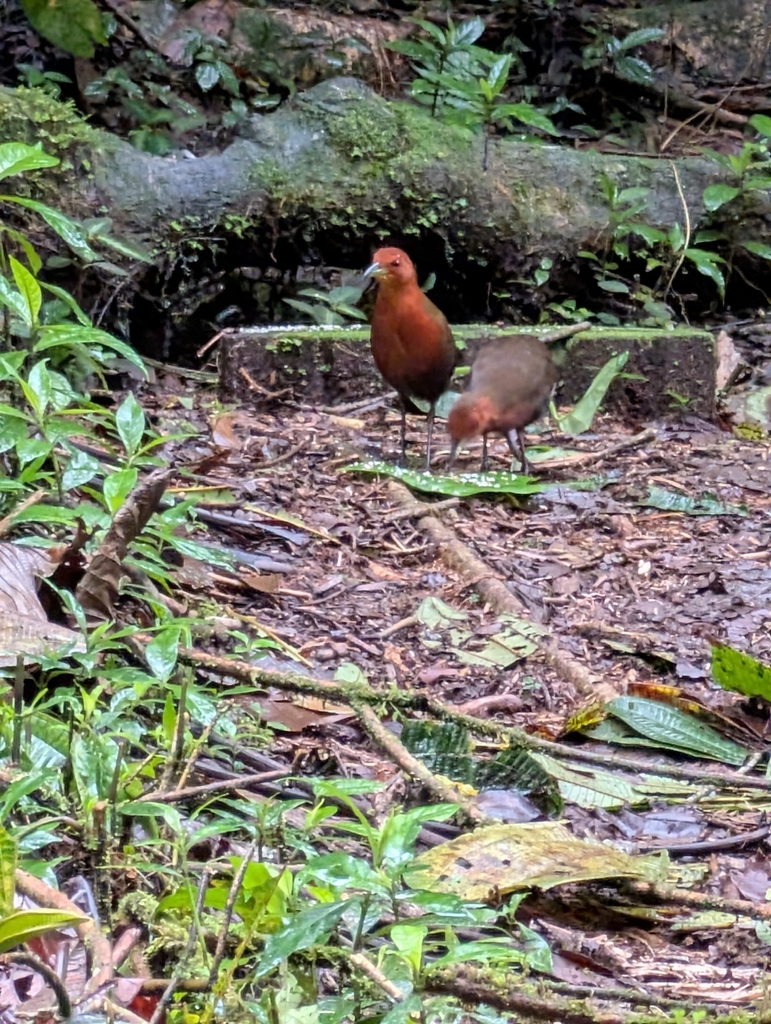Chestnut-headed Crake