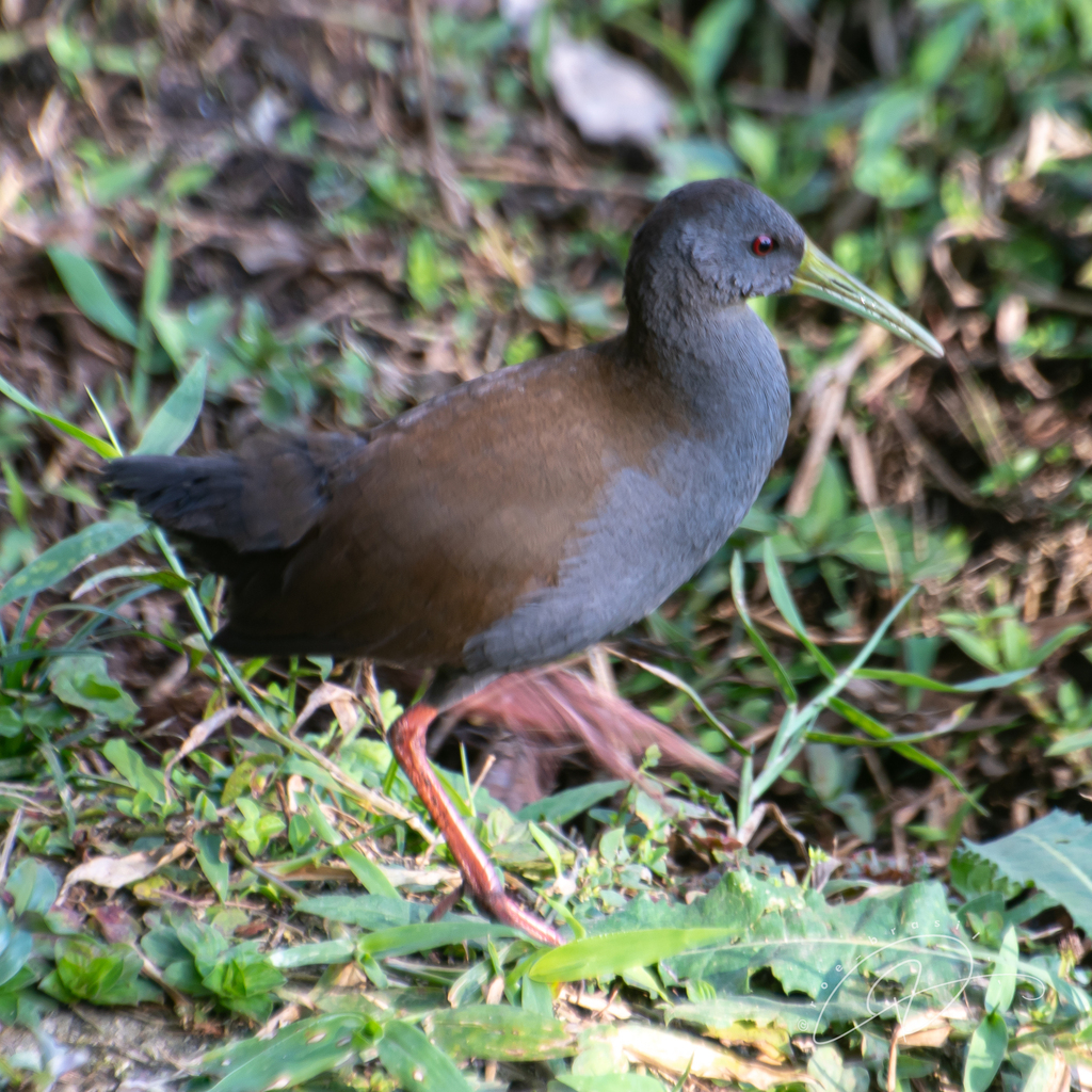 Blackish Rail