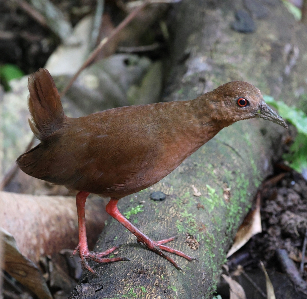 Uniform Crake