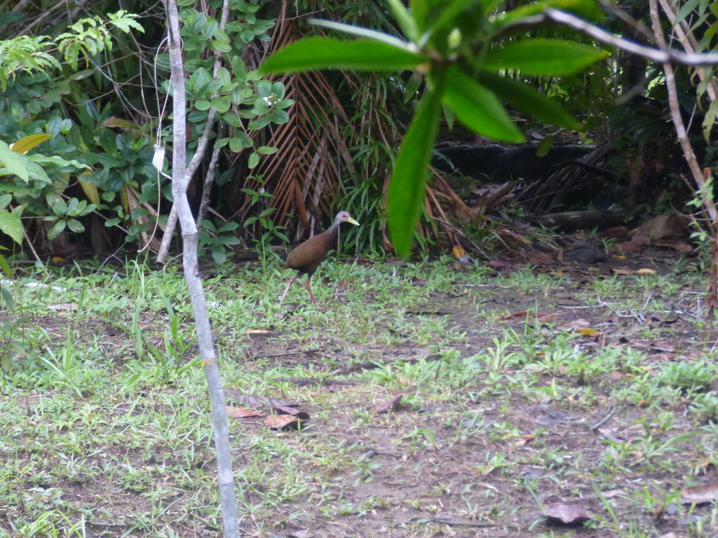 Brown Wood Rail