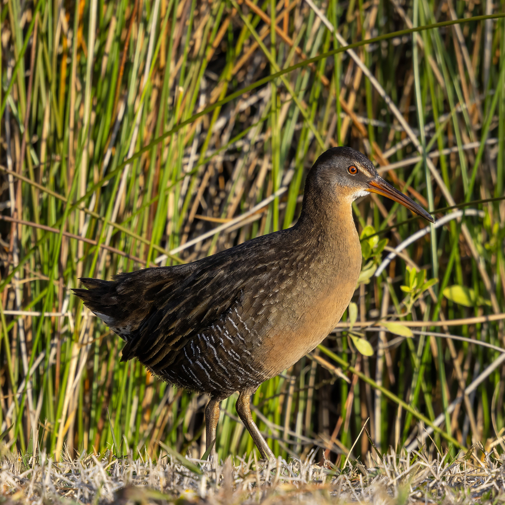 Clapper Rail