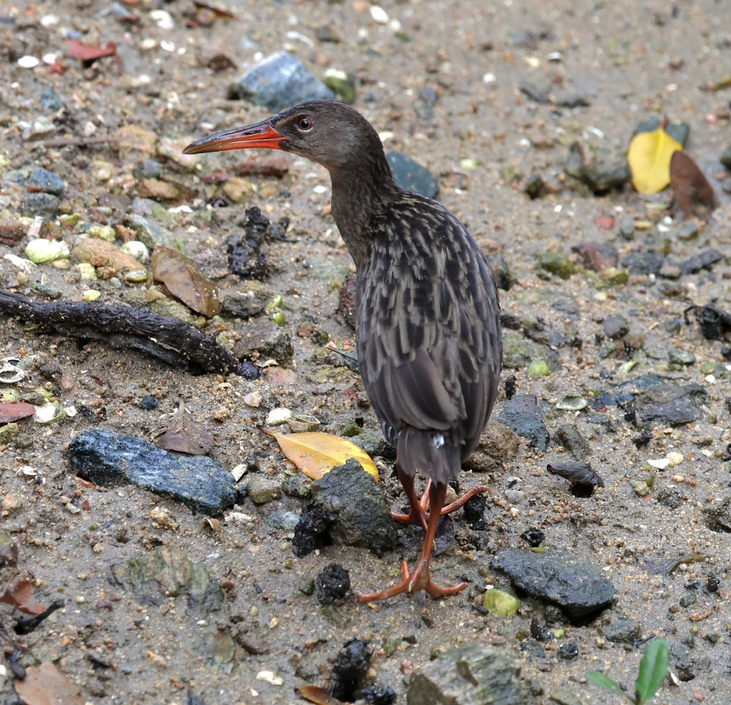 Mangrove Rail