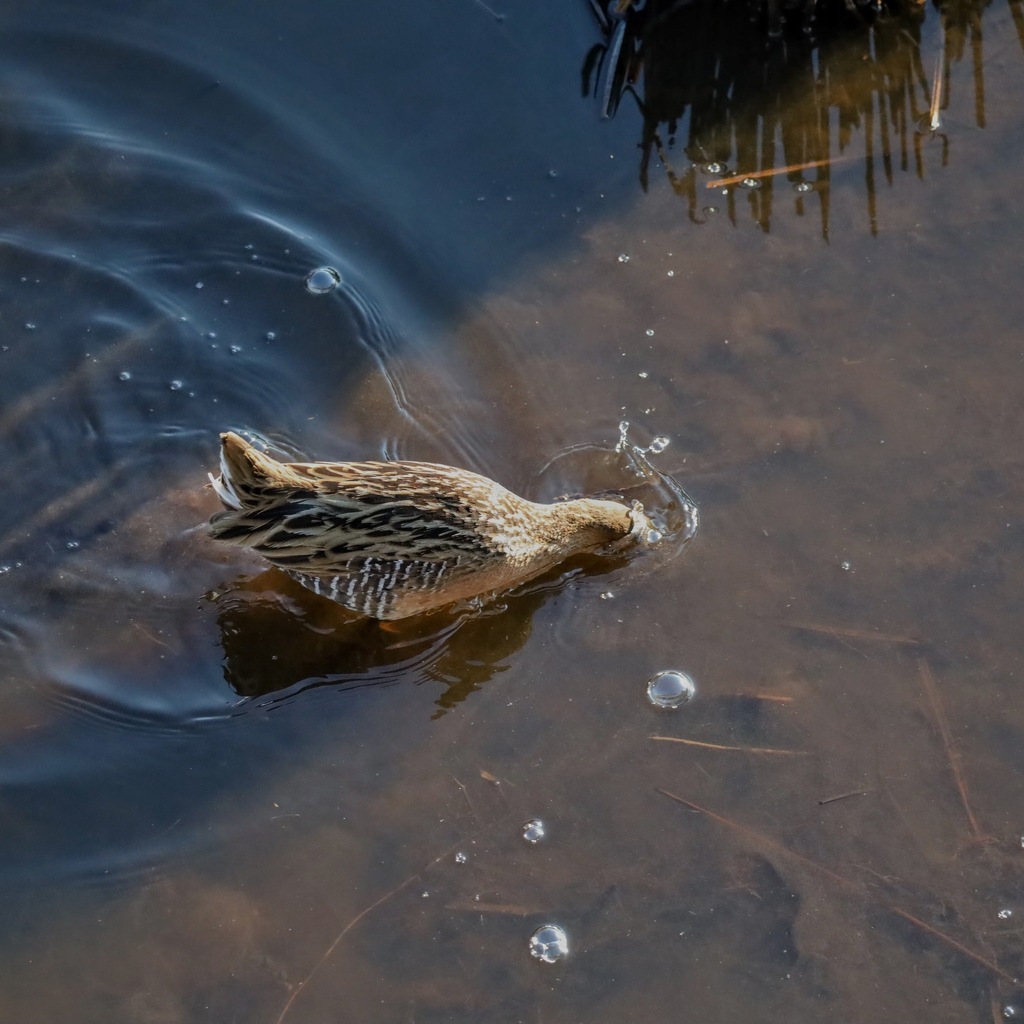King Rail