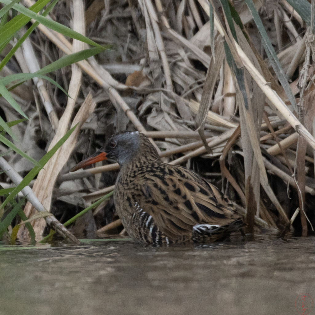 Brown-cheeked Rail