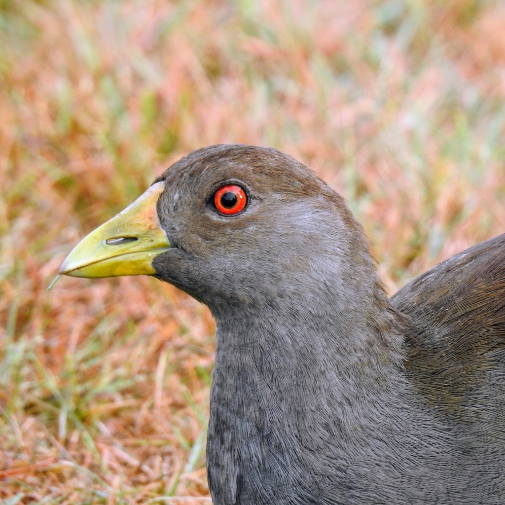 Tasmanian Nativehen