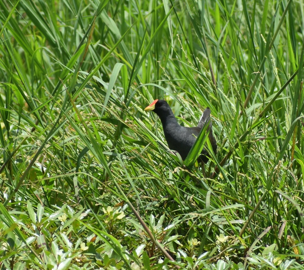 Lesser Moorhen