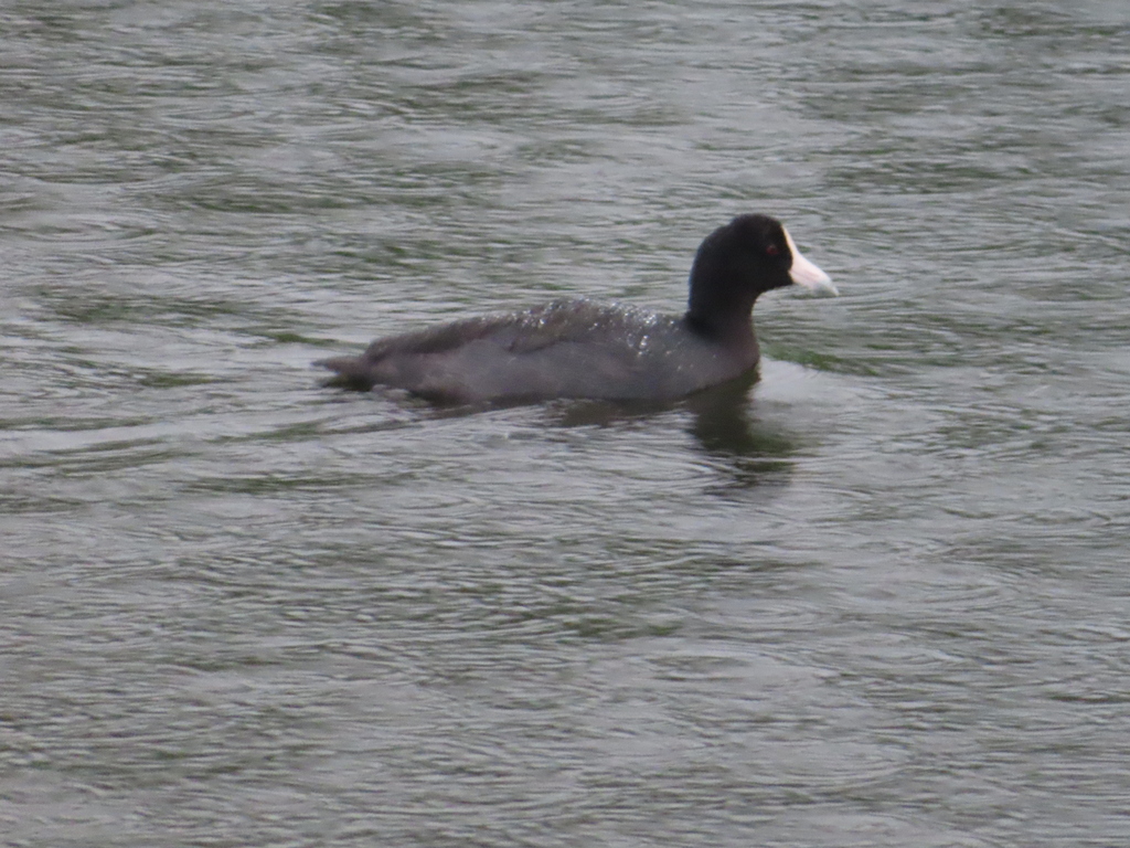 Hawaiian Coot