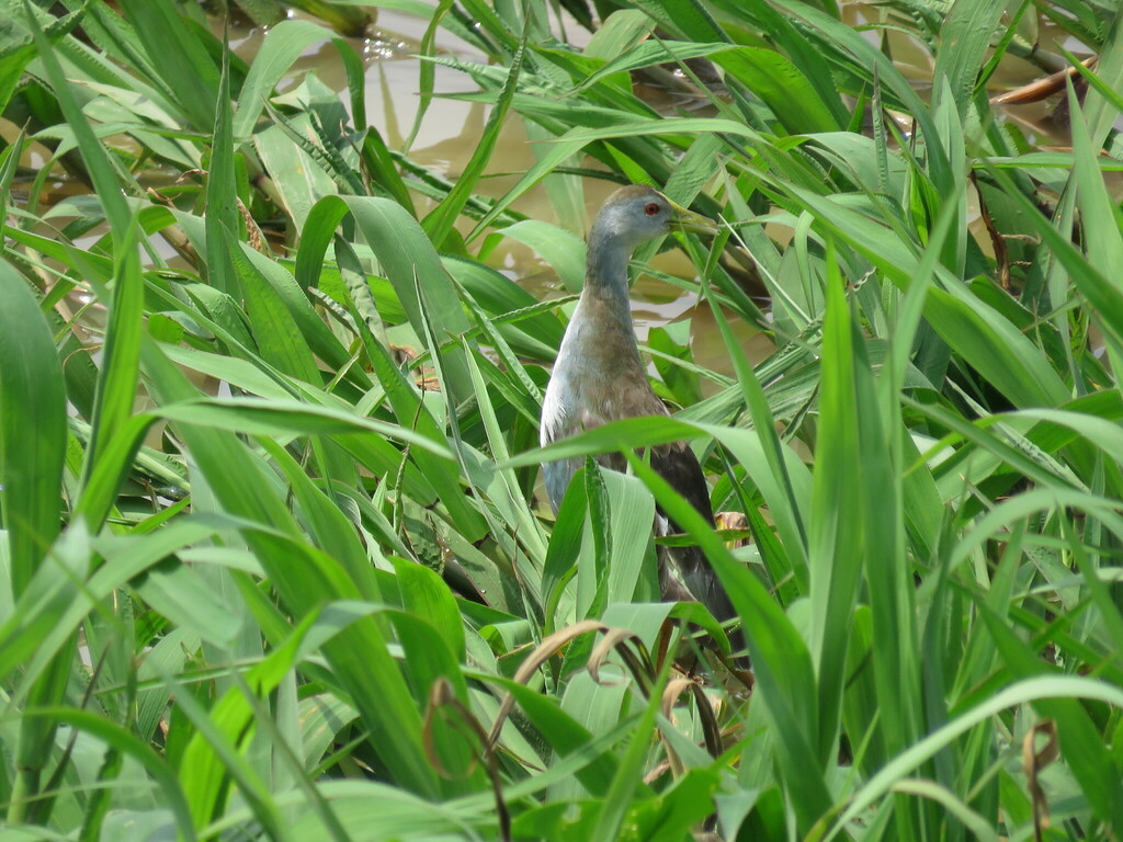 Azure Gallinule