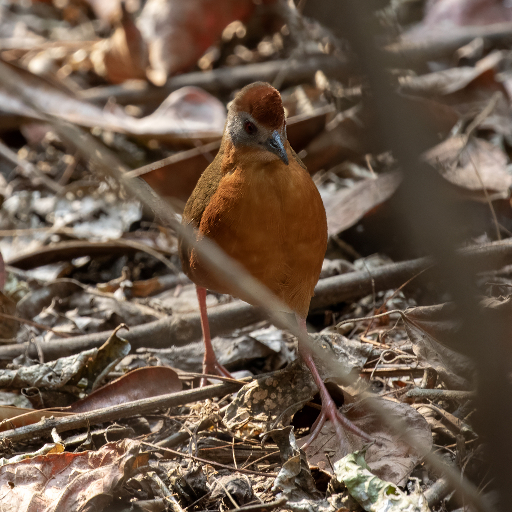 Russet-crowned Crake