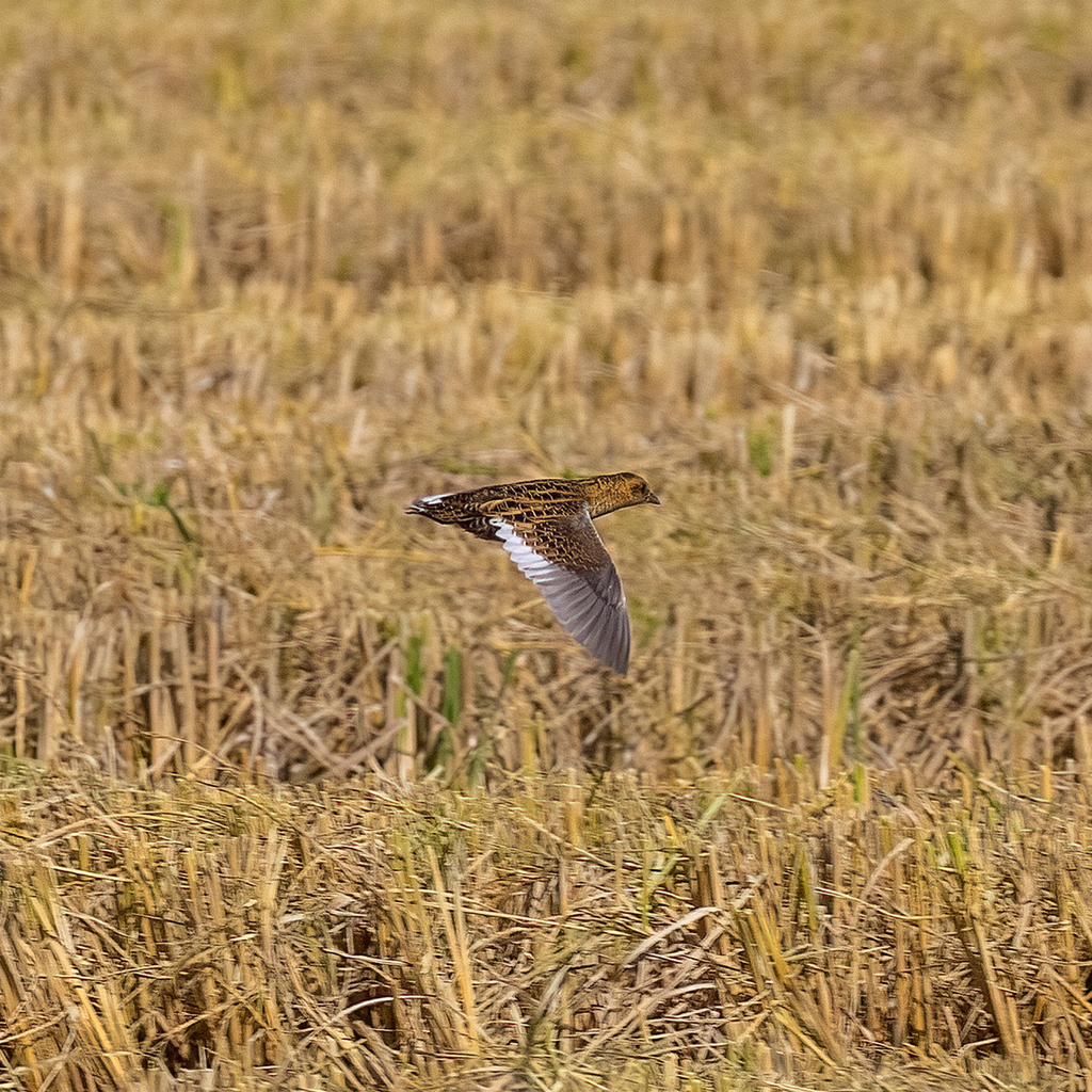 Yellow Rail