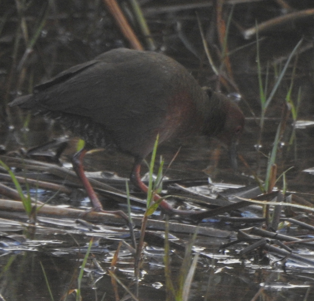 Ruddy-breasted Crake