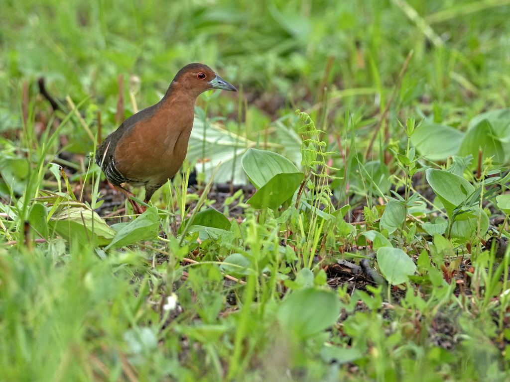 Band-bellied Crake