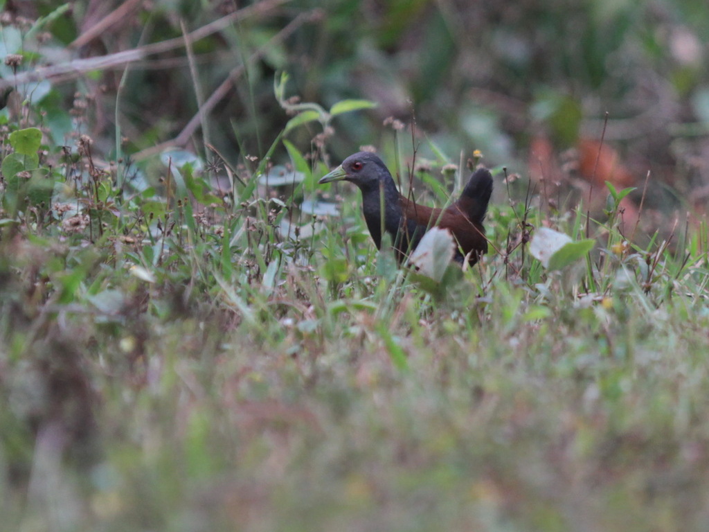 Black-tailed Crake