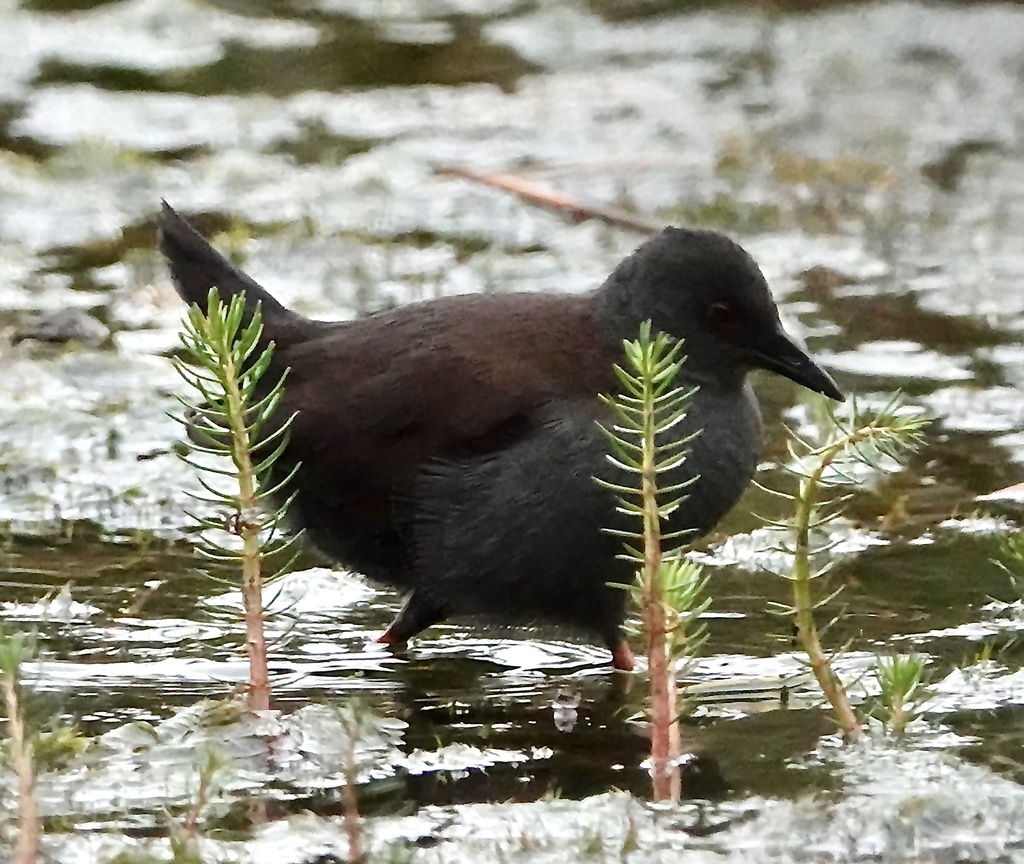 Spotless Crake
