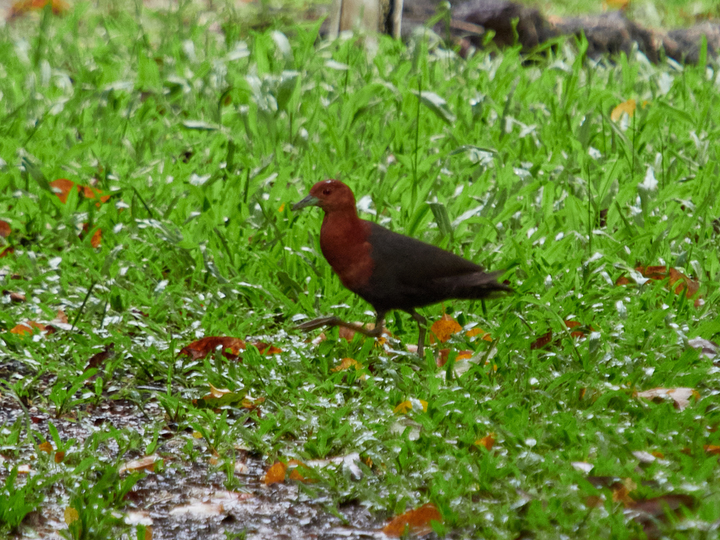 Red-necked Crake