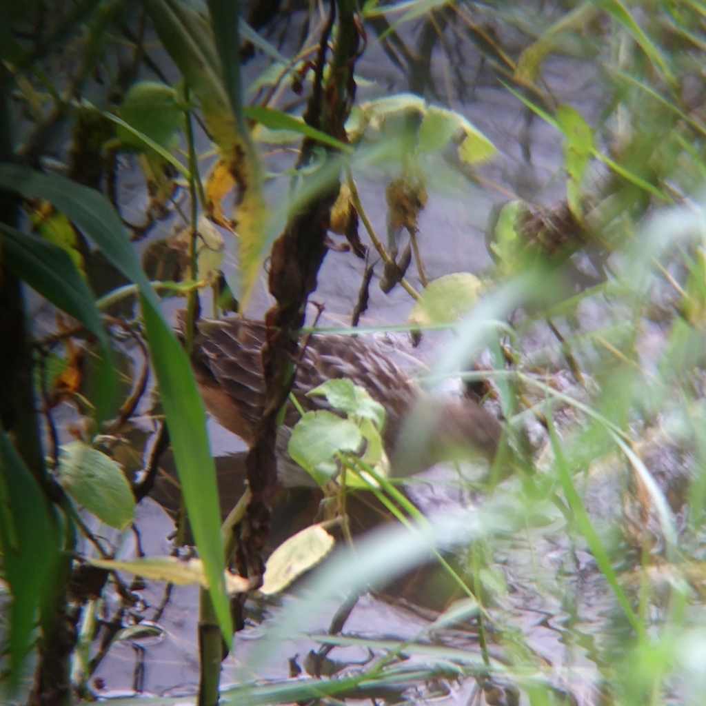 Striped Crake
