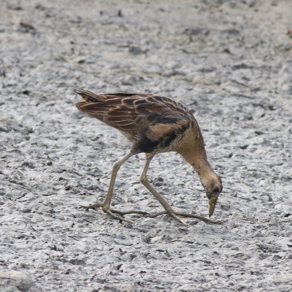 Watercock