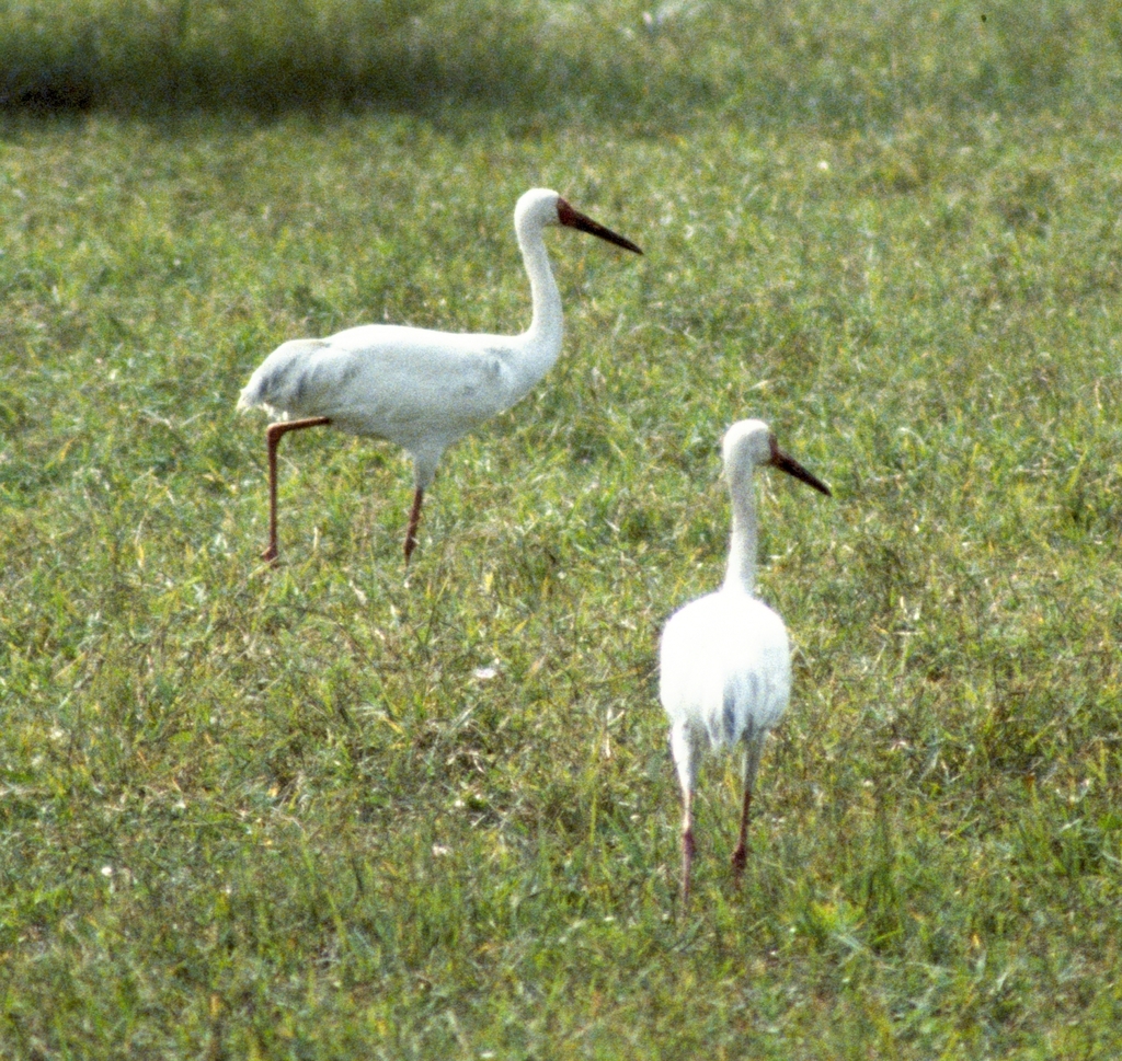 Siberian Crane