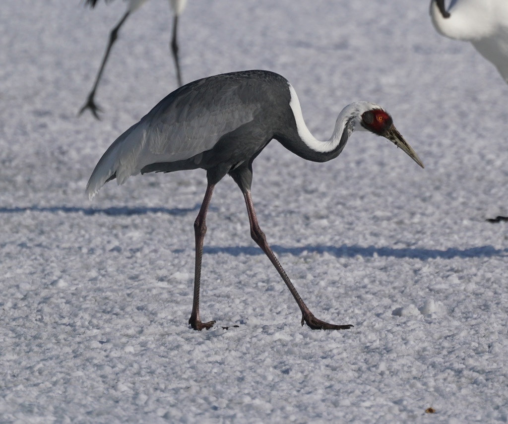 White-naped Crane