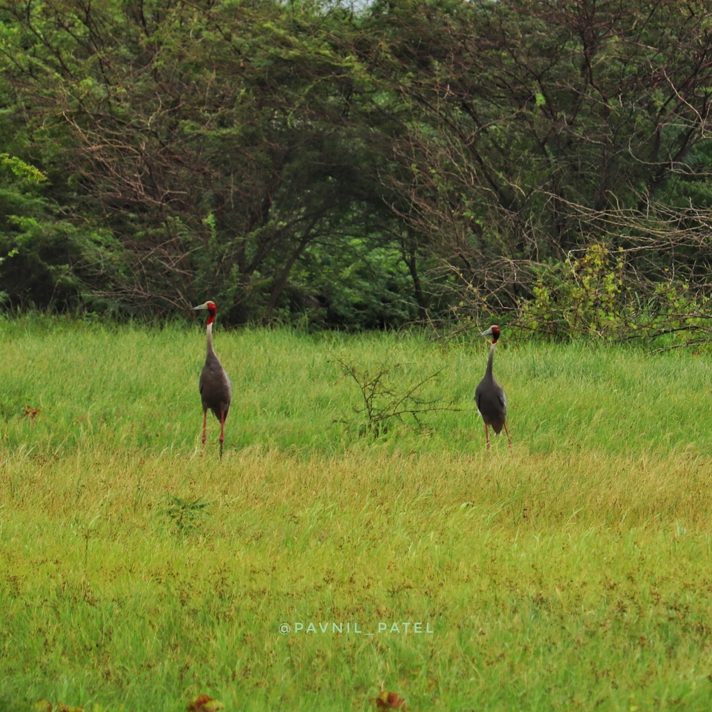 Sarus Crane
