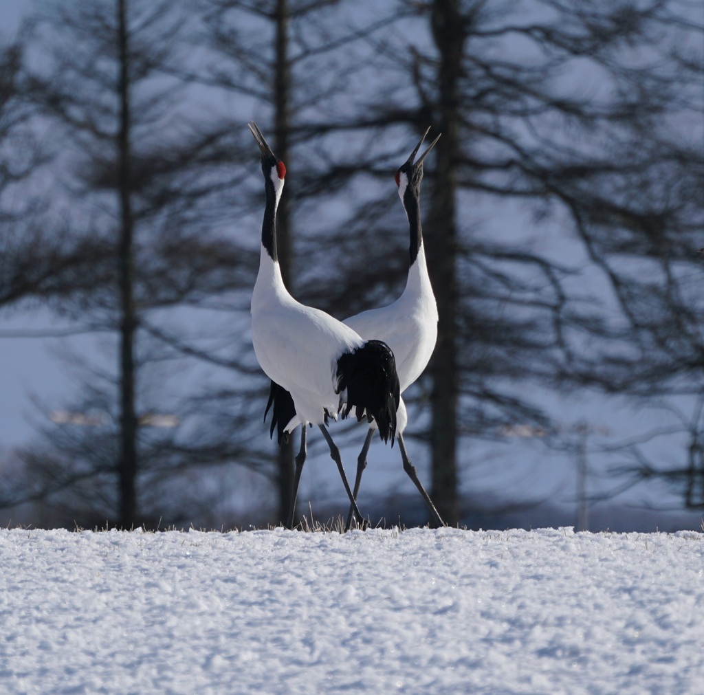 Red-crowned Crane