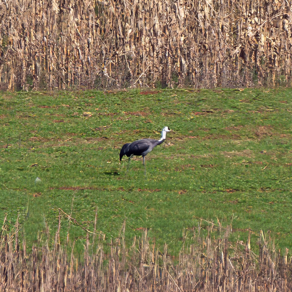 Hooded Crane
