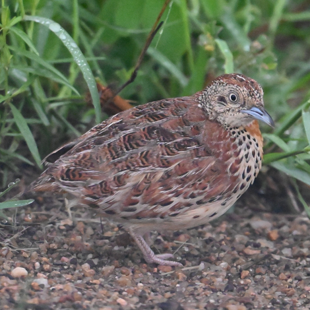 Common Buttonquail