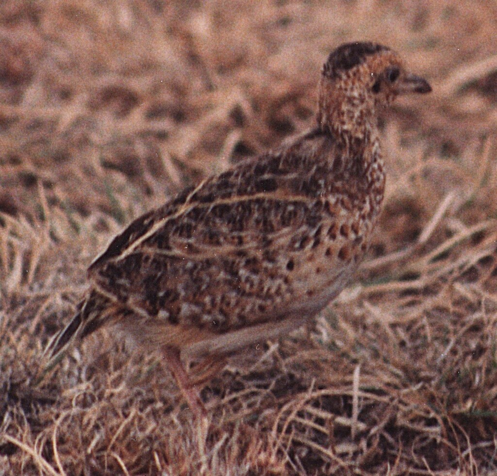 Black-rumped Buttonquail