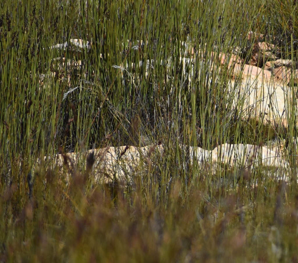 Fynbos Buttonquail