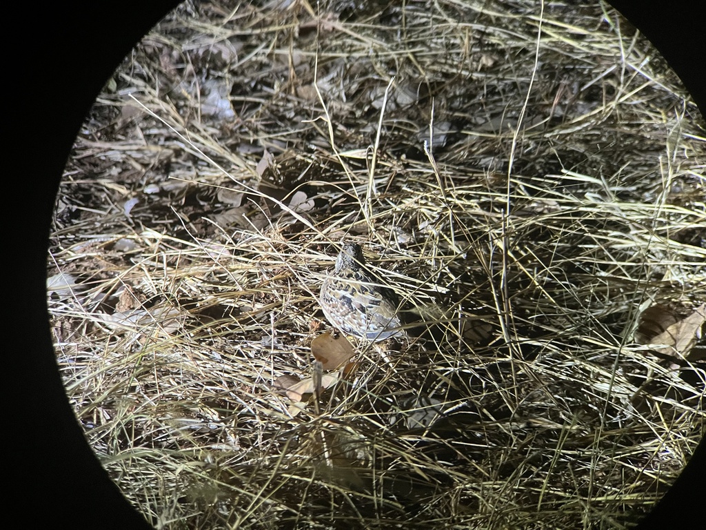 Chestnut-backed Buttonquail