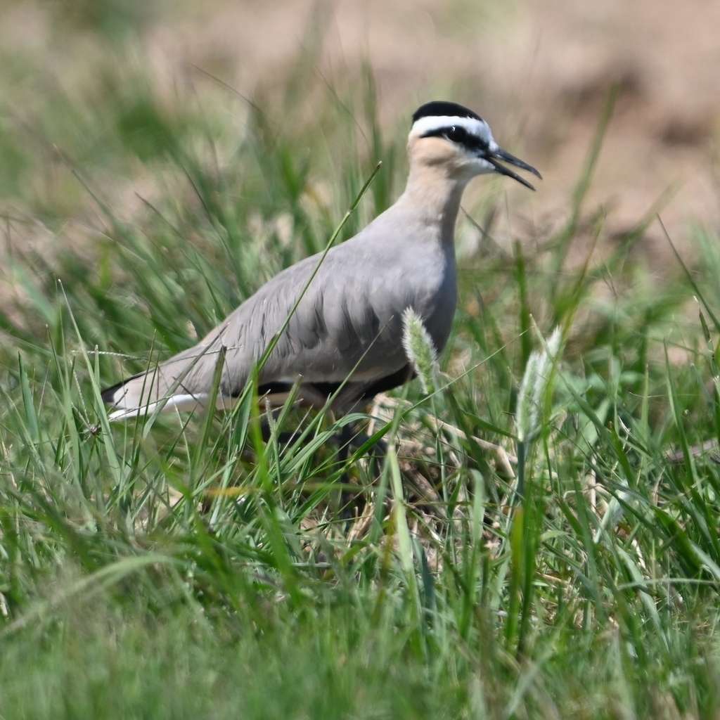Sociable Lapwing