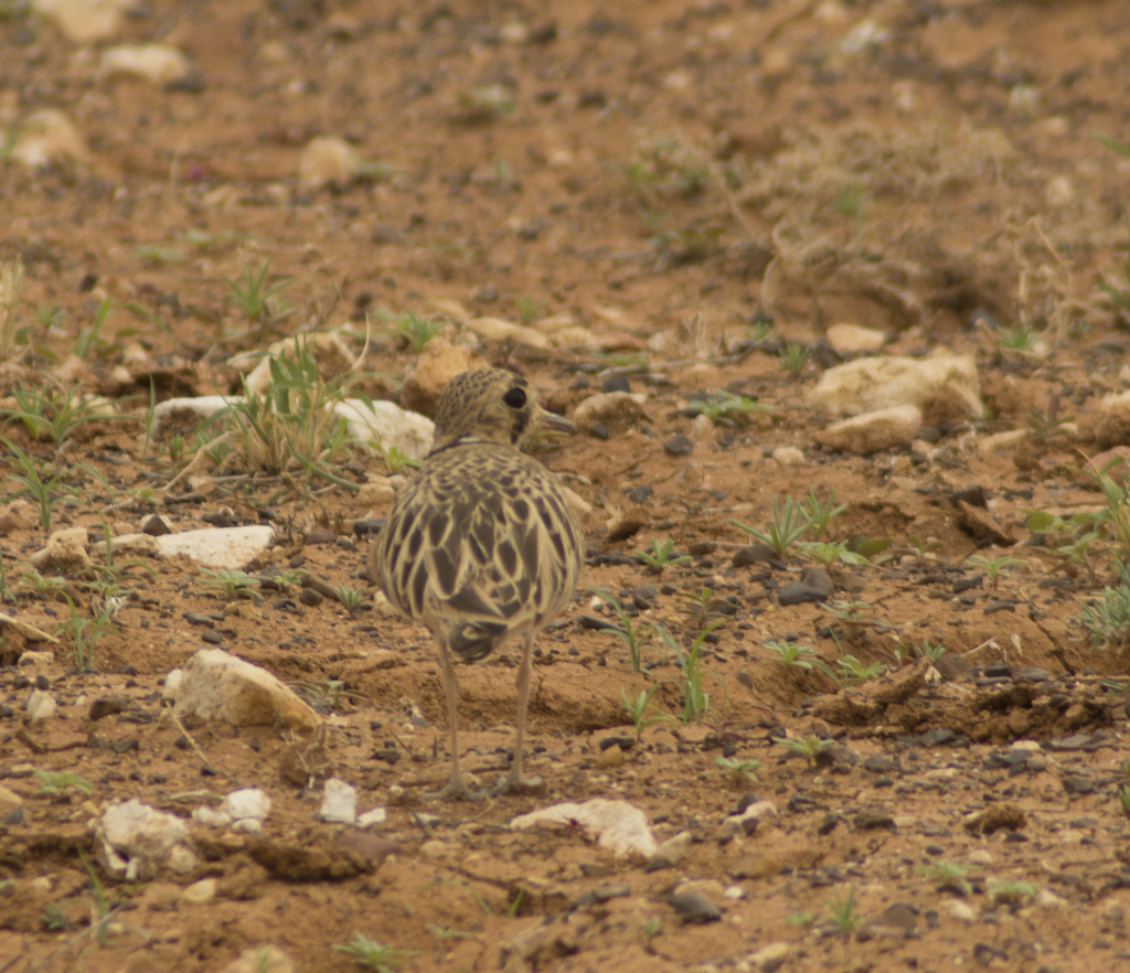 Inland Dotterel